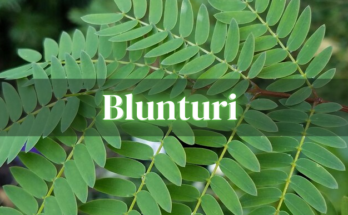 Blunturi