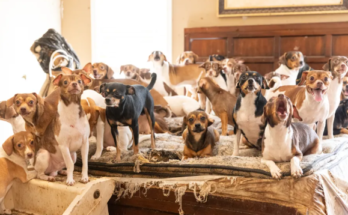 175 dogs rescue from hoarder in slidell louisiana