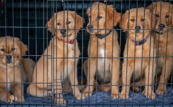 175 dogs rescue from hoarders in slidell mississippi 2011