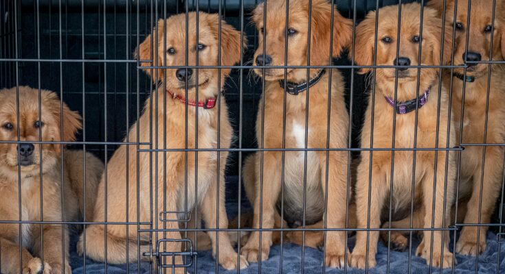 175 dogs rescue from hoarders in slidell mississippi 2011