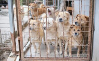 175 dogs rescued in slidell louisiana