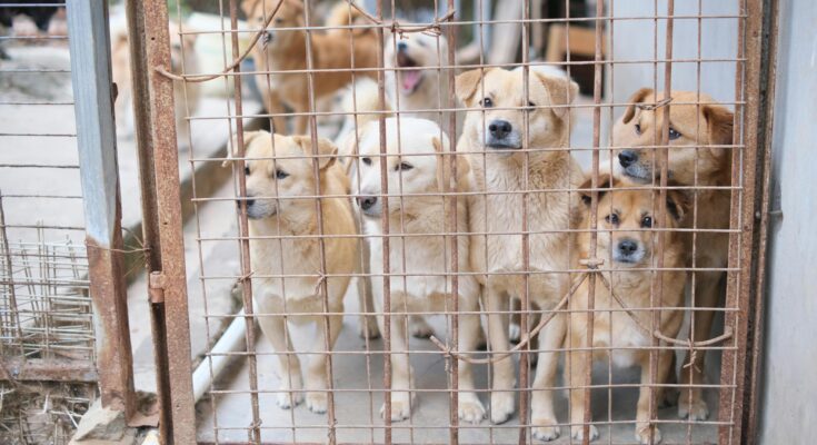 175 dogs rescued in slidell louisiana